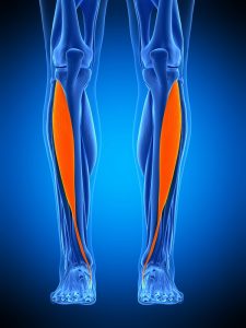Pain in the Shin Bone (Shin Splints) - The Buxton Osteopathy Clinic