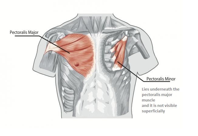 Muscle Problems in the Shoulder Joint - The Buxton ...