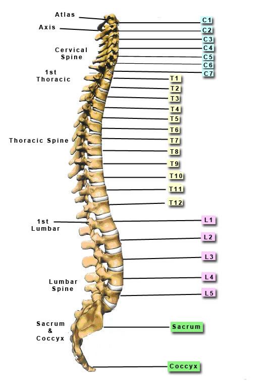Trapped Nerves in the Neck | The Buxton Osteopathy Clinic